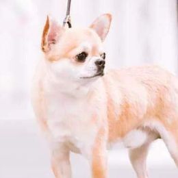 Nugget - Chihuahua