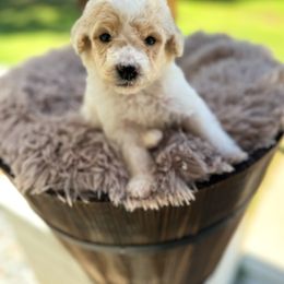 Bernedoodle and Goldendoodle Puppies from Cozy Creek Doodles