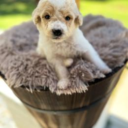 Bernedoodle and Goldendoodle Puppies from Cozy Creek Doodles