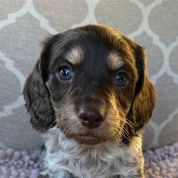 Gypsy Boy 3 - Chocolate and cream male Dachshund puppy in Joshua Tree, California from Desert Dreams Ranch