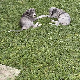 Great Dane Puppies from Laxton Danes