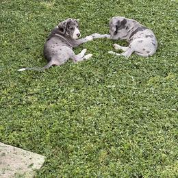 Great Dane Puppies from Laxton Danes