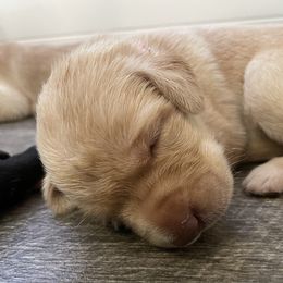 Labrador Retriever Puppies from Blackbird Labradors
