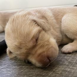 Labrador Retriever Puppies from Blackbird Labradors