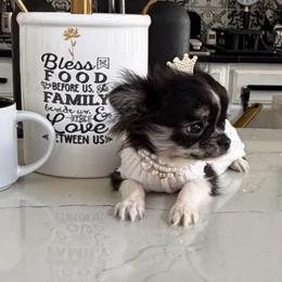 Xsmall Queenie 5500 - Black and white female Chihuahua puppy in Burleson, Texas from Tiny Diiamond Chihuahua