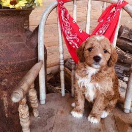 Goldendoodles from Guardian Angel Mini Goldendoodle Puppies