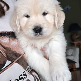 Girl 4 - Light golden female Golden Retriever puppy in Chehalis, Washington from Tradition Golden Retrievers