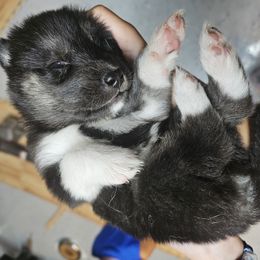 Siberian Husky Puppies from Siberian huskies Kennesaw GA