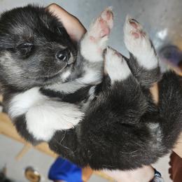 Siberian Husky Puppies from Siberian huskies Kennesaw GA