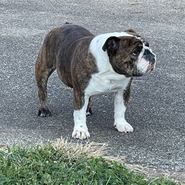 Arcadia - Bulldog
