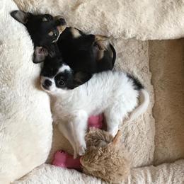 Chihuahua Puppies from Chilove Chihuahuas