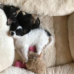 Chihuahua Puppies from Chilove Chihuahuas