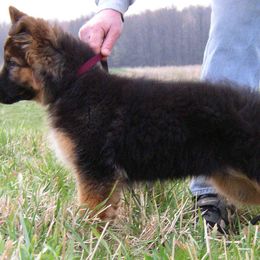German Shepherd Puppies from Von Lindesfarne
