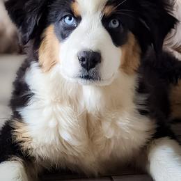 Australian Shepherd and Pomeranian Puppies from Sandy Aussie's