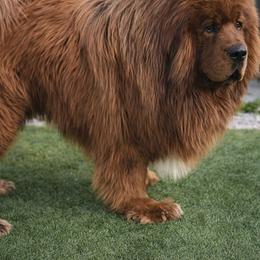 Ghost - Tibetan Mastiff