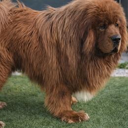 Ghost - Tibetan Mastiff