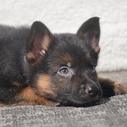 Nemo - Black and red male German Shepherd puppy in Muldrow, Oklahoma from Reizarf Kennels