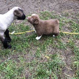 Australian Shepherd Puppies from Humboldt Aussies