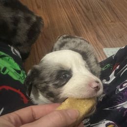 Rumi - Blue merle female Miniature Australian Shepherd puppy in Interlachen, Florida from Lucky Bones Miniature Australian Shepherds