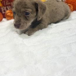 Rusty - Dapple male Dachshund puppy in Mansfield, Missouri from Owens Farm