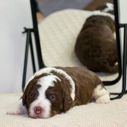 Doc - male Australian Mountain Doodle puppy in Decatur, Illinois from Signature Doodles