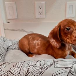 Chocolate dapple - Dapple male Dachshund puppy in Hesperia, California from VOM HAUSE Imperial