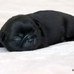 Doug - Black male Pug puppy in Winnsboro, Texas from Southern pugs