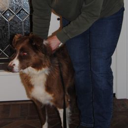 Callie - Australian Shepherd