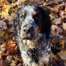 English Springer Spaniel Puppies from Ledge N' Tree English Springer Spaniels