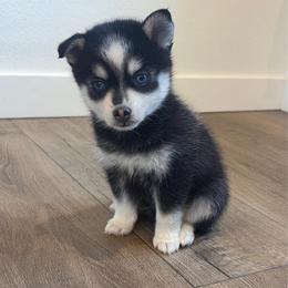 Emery - Black and white male Pomsky puppy in Tonasket, Washington from Washington Pomskies