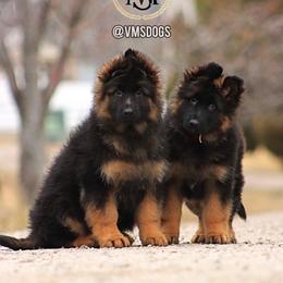 German Shepherd Puppies from VMS Shepherds