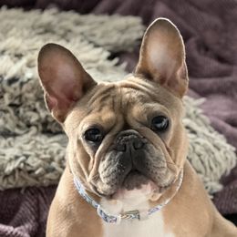 Peanut  - French Bulldog