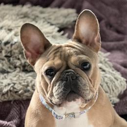 Peanut  - French Bulldog