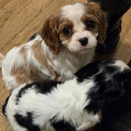 Cavalier King Charles Spaniel and Cocker Spaniel Puppies from Ray of Sunshine Spaniels LLC