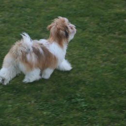 Havanese Puppies from SunWyst Havanese