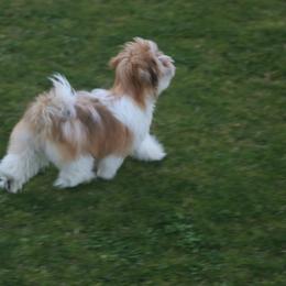 Havanese Puppies from SunWyst Havanese