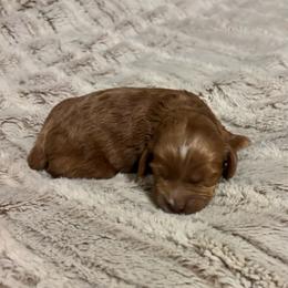 Boy 1 - Red male Cockapoo puppy in Bristow, Oklahoma from 10-Acre Woods Cockapoos