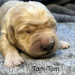 Tom-Tom - Golden male Golden Retriever puppy in New Ringgold, Pennsylvania from Hawk Mountain Doodles