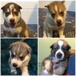 Siberian Husky Puppies from SnowShier Huskies