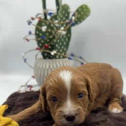 Sierra Vista - Red female Cavapoo puppy in Central, Arizona from Desert Valley Doodles