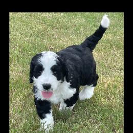 Bernedoodle Puppies from Sadie’s Doodles