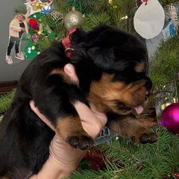 Hugo - Black and mahogany male Rottweiler puppy in Grass Valley, California from Rottweiler vom Hause Wolf