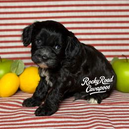 Froggy - Black male Cavapoo puppy in Nashville, Arkansas from Rocky Road Puppies