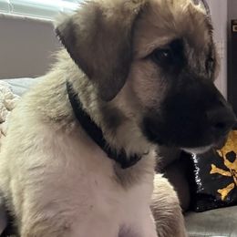 Anatolian Shepherd Dog Puppies from Sandra