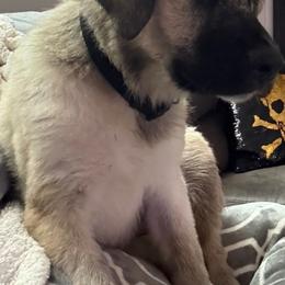 Anatolian Shepherd Dog Puppies from Sandra