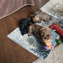 Cocker Spaniel Puppies from Kaleidoscopic Creations