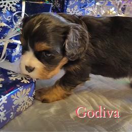 Godiva - Black and tan female Cavalier King Charles Spaniel puppy in Rockville, Maryland from Skais the Limit Cavaliers