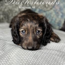 Dachshund Puppies from Diddle Bros Dachshunds