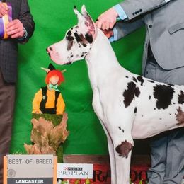 Great Danes from Rashane Danes