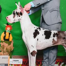 Great Danes from Rashane Danes